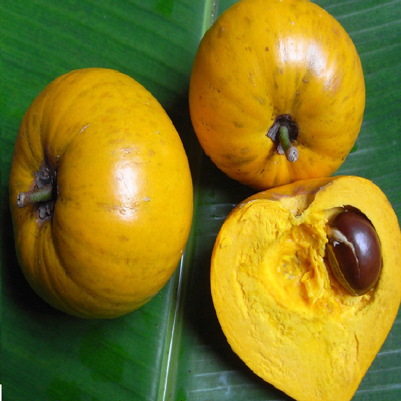 Egg fruit (Qty 3)