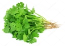 Fresh Coriander Leaf Bunch