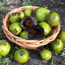 Black Sapote (Qty 1)